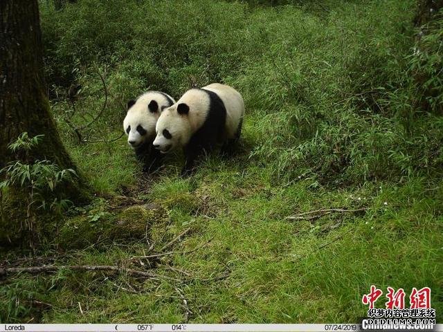 Дикие панды-близнецы впервые были сняты на камеру в Юго-Западном Китае 